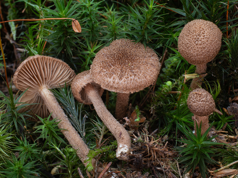 Inocybe stellatospora Inocybe stellatospora
